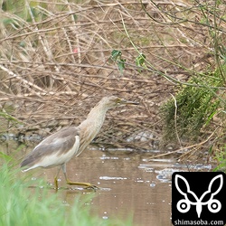 コサギにしかられて茂みに逃げ込むジャワアカガシラサギ。