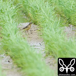 ジャワアカガシラサギを見ていたら今季初のマミジロツメナガセキレイ2羽が現れました。