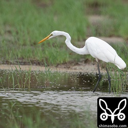 コサギやアマサギに混じってチュウダイサギが1羽。