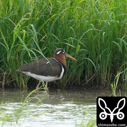 タマシギのメス。田んぼの端にいたので70メートル以上離れている…。