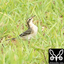 マミジロツメナガセキレイの群れの中にいたのですが、(キマユ)ツメナガセキレイの幼鳥っぽくも見える個体ですが、とりあえずはマミジロツメナガセキレイとしておきます。^^; 幼羽から第1回冬羽へ換羽中です。