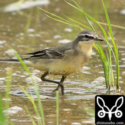 マミジロツメナガセキレイ成鳥メス。冬羽へ換羽中。