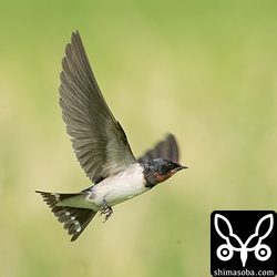 こちらも今年生まれのツバメ。