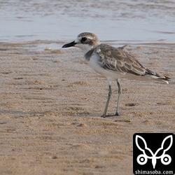 こちらはバサバサになっていますが、第1回冬羽へ換羽中です。