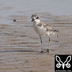 オオメダイチドリ幼羽から第1回冬羽へ。3列風切と思われる羽が抜けそうに垂れ下がっています。