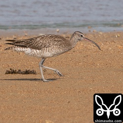 今季初撮影のチュウシャクシギ成鳥。