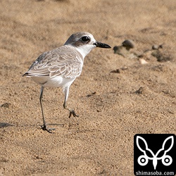 オオメダイチドリ幼鳥。チョウゲンボウが現れて逃げの体勢に入っています。