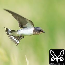 ツバメ幼鳥。こんなに幼い感じですが、すでに大飛行をする力を持っています。