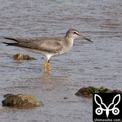 キアシシギ夏羽後期。