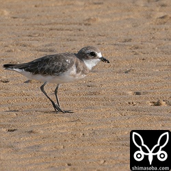 メダイチドリほぼ冬羽。