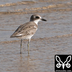 オオメダイチドリ。こちらは幼羽から第1回冬羽へ換羽中です。三列風切の白く見えるところは部分白化でしょうか。