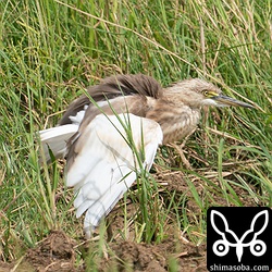 ジャワアカガシラサギのブルブル。