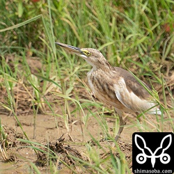 この個体は警戒心が強いのか弱いのかよく分からない個体でした。