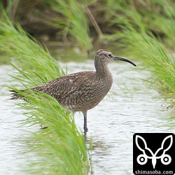 上とは別個体のチュウシャクシギ。こちらも成鳥。