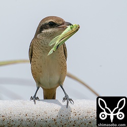 こちらもカラアカモズ。齢は上の個体と同じ。