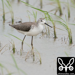 ほぼ冬羽に変わっているコアオアシシギ。