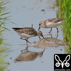 ヒバリシギ幼鳥(手前)とトウネン成鳥。