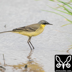 眉斑の薄いマミジロツメナガセキレイの成鳥。