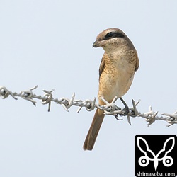 こちらは後頸が灰色がかっていたのでシマアカモズの第1回夏羽から第2回冬羽へ換羽中と思われます。
