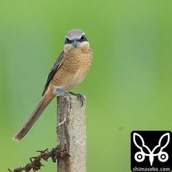 シマアカモズの成鳥メス。