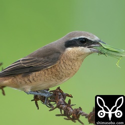 上と同個体。交尾中のオンブバッタを捕まえました。オスはどう思っているんでしょう…。