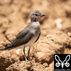 ツバメチドリほぼ冬羽。