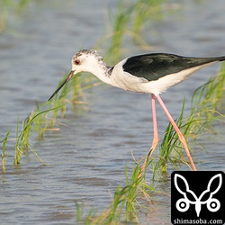 セイタカシギのオス。今日もオスの方が多かった。