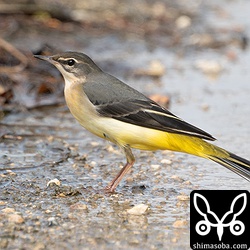 こちらも若い個体だろうか。