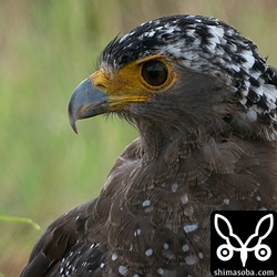 左右とも真っ黒な目。