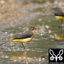 キセキレイ第1回冬羽。