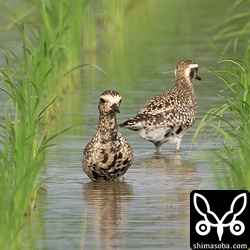 ムナグロの小群。夏羽から冬羽へ換羽中の成鳥個体ばかりでした。