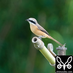 シマアカモズのオス。頬の下あたりや脇にわずかながら鱗模様が見えるので第1回夏羽でしょうか。