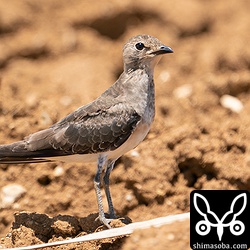 ツバメチドリ幼羽から第1回冬羽へ換羽中。