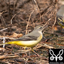 増えてきたキセキレイ。