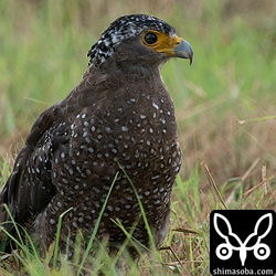 目の黒いカンムリワシ。体色も普通のカンムリワシより黒っぽいような気がします。気のせいかもしれません…。^^;