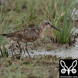 もう一羽のサルハマシギ。常に2羽で行動をともにしていました。こちらも成鳥。幼鳥がそろそろ見たいのですが石垣島には到着しないですね。