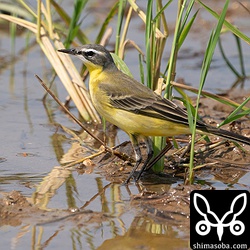 マミジロツメナガセキレイ成鳥冬羽。