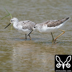 コアオアシシギ幼鳥(手前)と冬羽に変わりつつある成鳥。