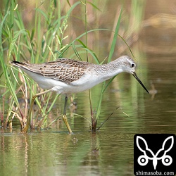 数枚の冬羽が見えていますが、ほぼ幼羽のコアオアシシギ。