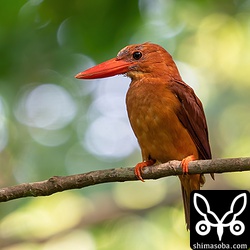 アカショウビンのメス。繁殖初期の美しかった姿と比べるとずいぶんボロボロです。