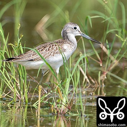 アオアシシギ幼鳥。