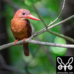 この個体は、産卵までいったのですが結局、卵が孵化せずに今季の繁殖は失敗しました。