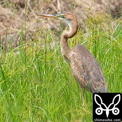 ムラサキサギ幼鳥。