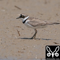コチドリのオス。夏羽後期。