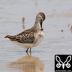 ヒバリシギ幼羽。