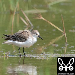 トウネン成鳥ほぼ冬羽。