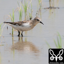 成鳥ばかりでまだ幼鳥は姿を現しません。