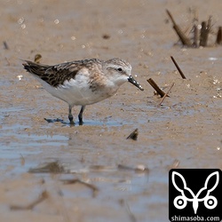トウネン夏羽から冬羽へ。眠そうな顔つきの個体。