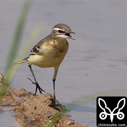 マミジロツメナガセキレイ幼鳥。