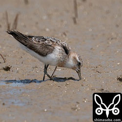 トウネン夏羽から冬羽へ。